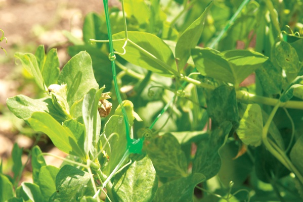 Malla Entutorar Cultivos Trellinet 2 x 100 Metros